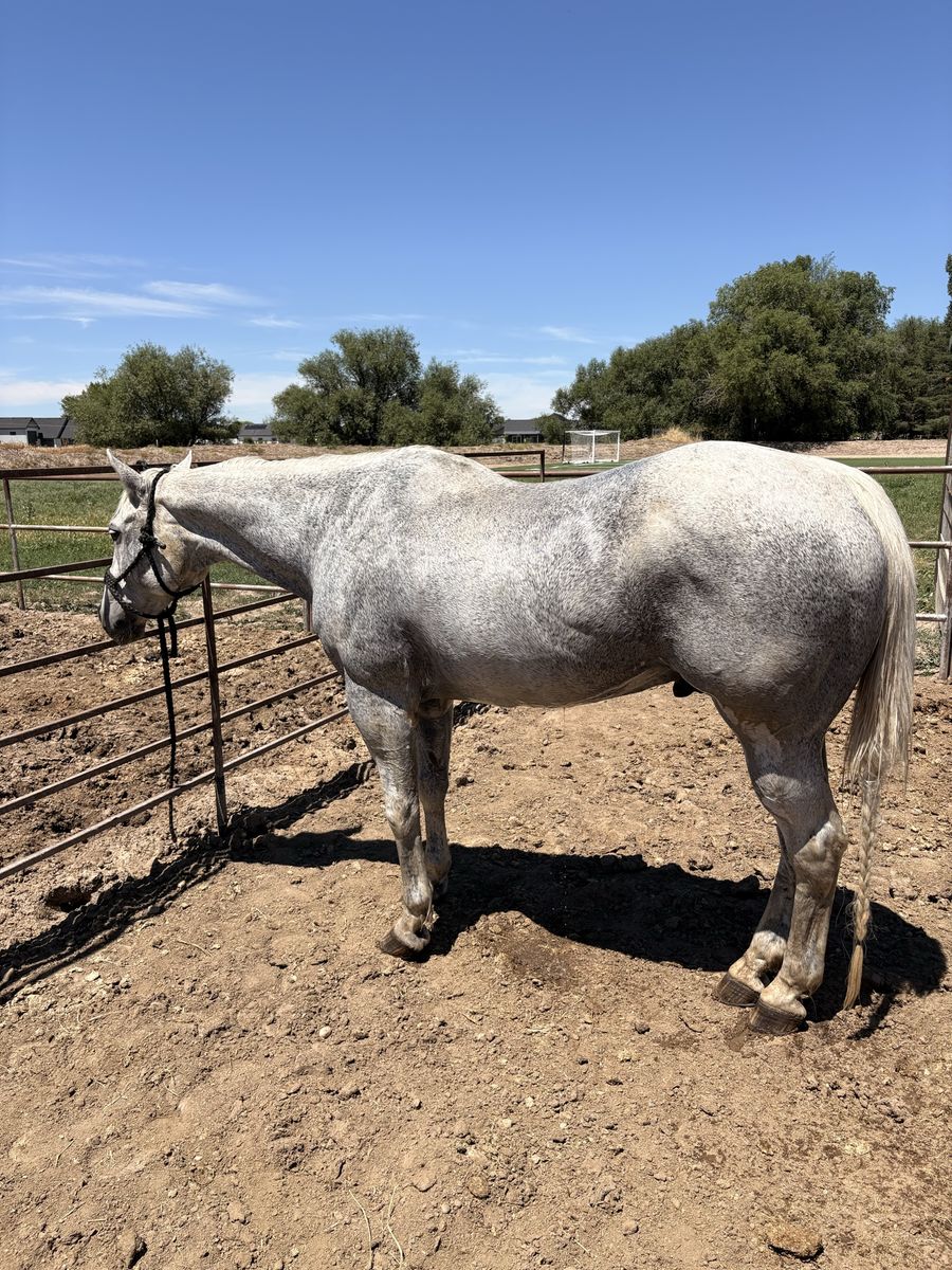 20 year old head horse