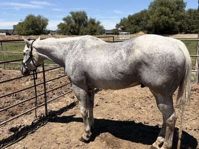 20 year old head horse