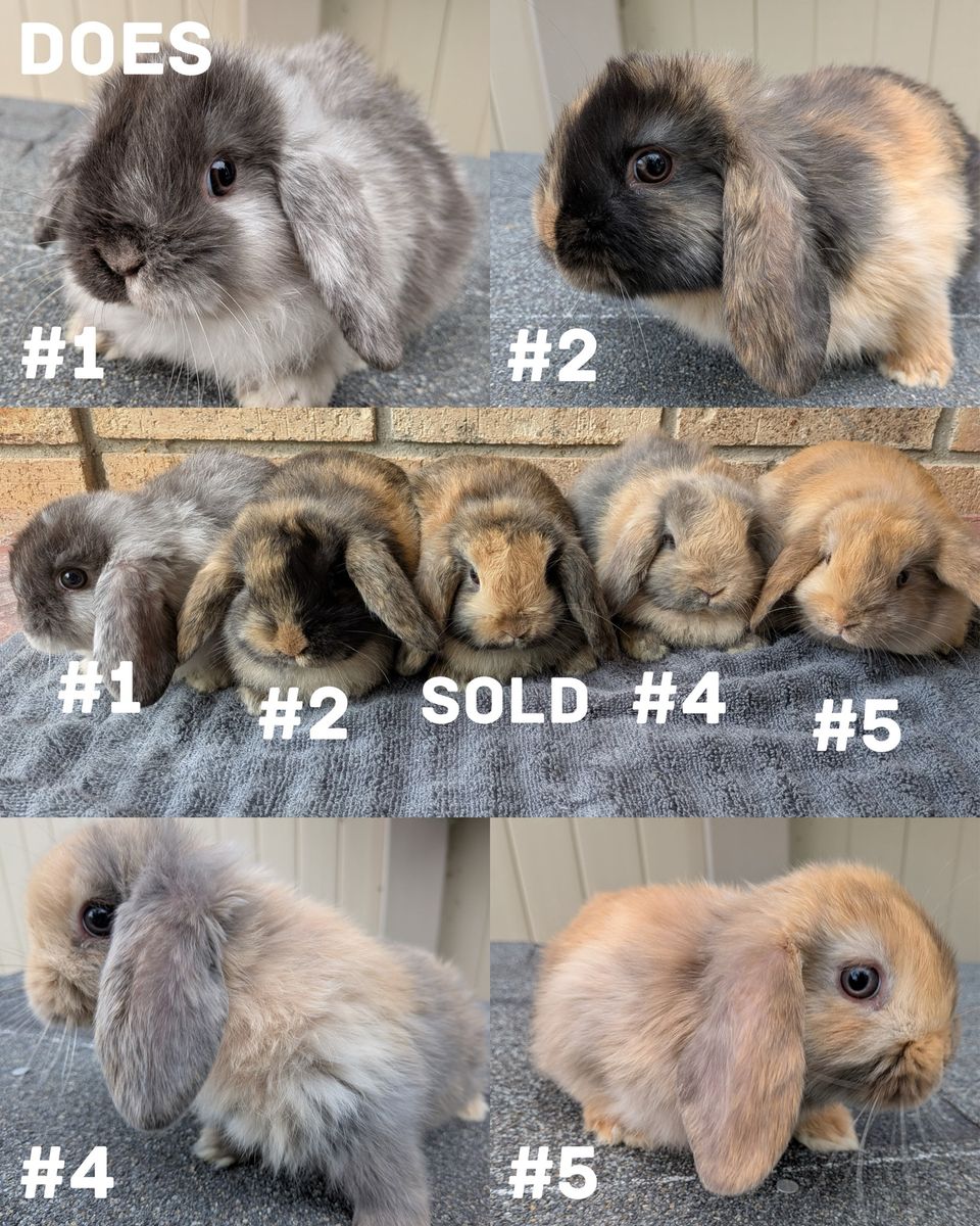 8 week old Pedigreed Holland Lops