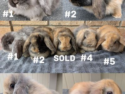 8 week old Pedigreed Holland Lops
