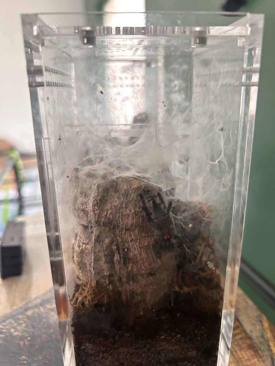 Avicularia Purpurea Tarantula Sling