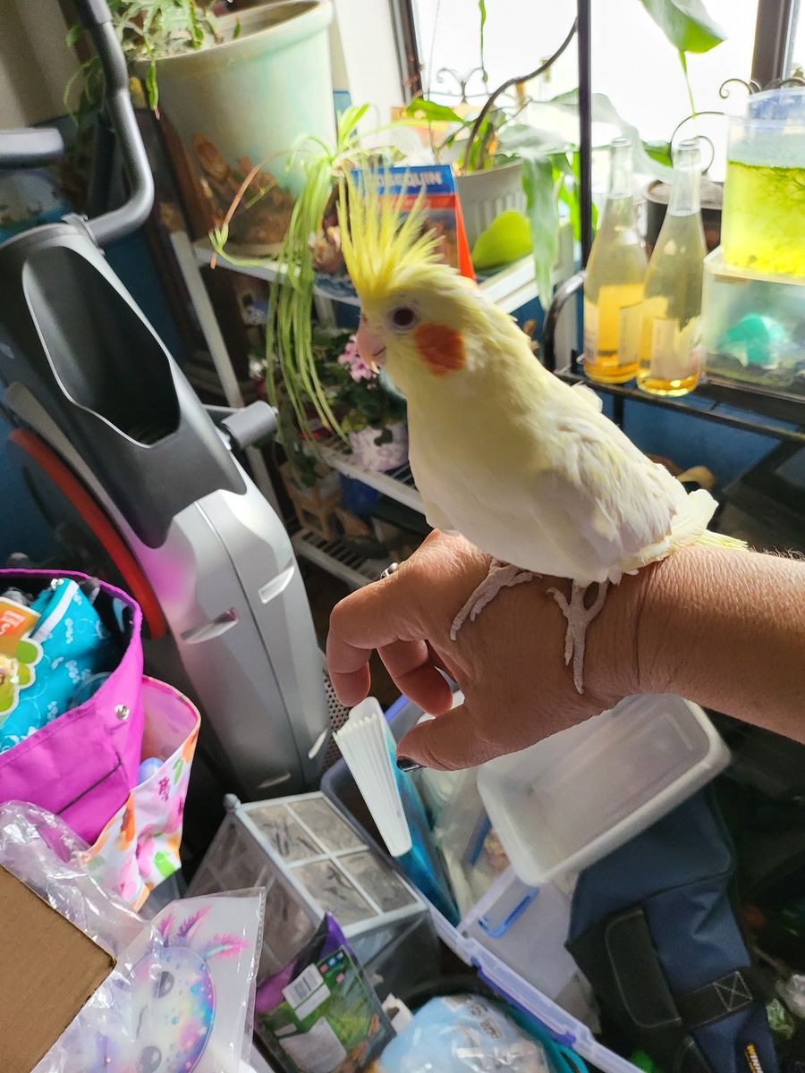 Male cockatiel
