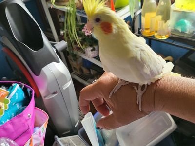 Male cockatiel