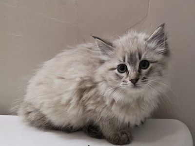 Siberian Forest Cats