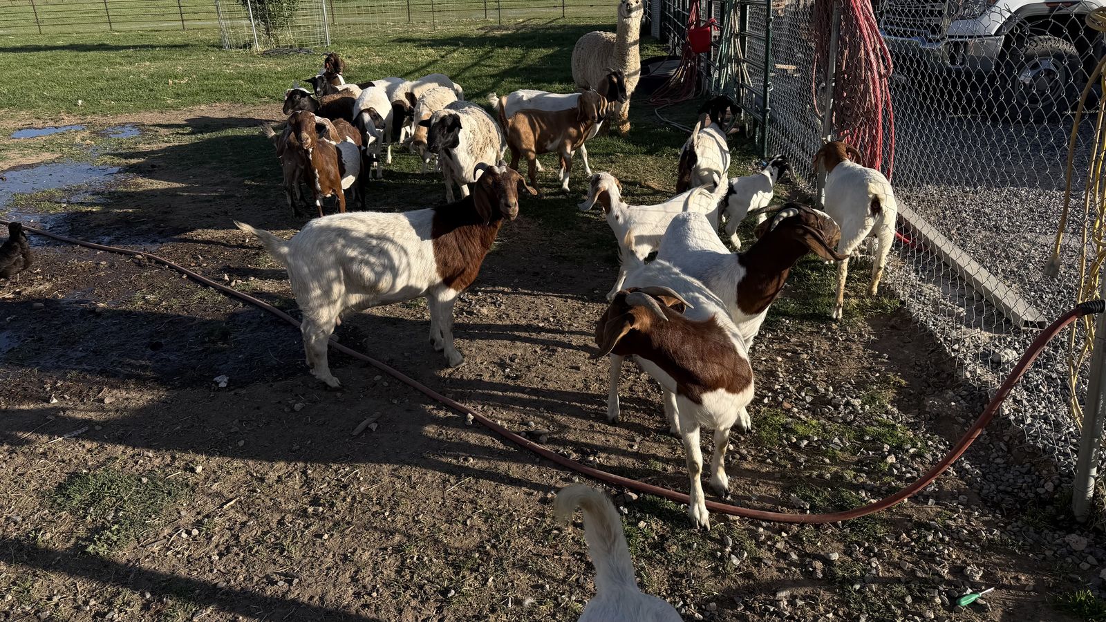 Goats Boer sheep
