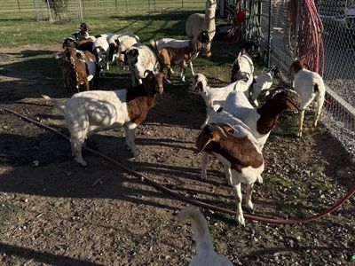 Goats Boer sheep