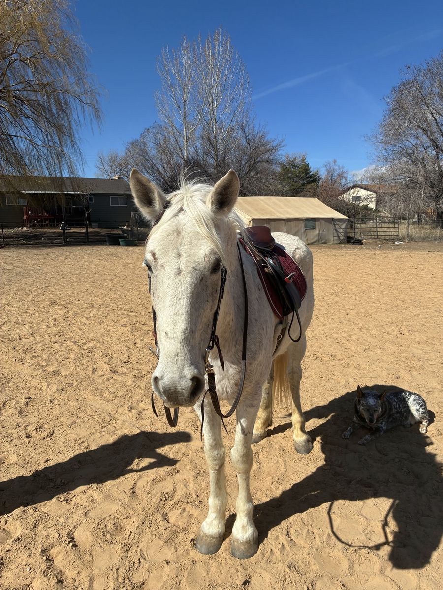 15 Year Old Grade Gelding