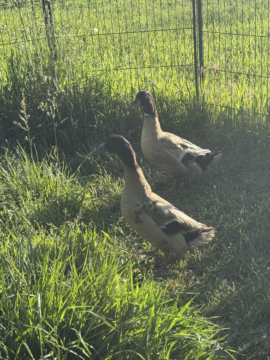 Two khaki Campbell drake ducks