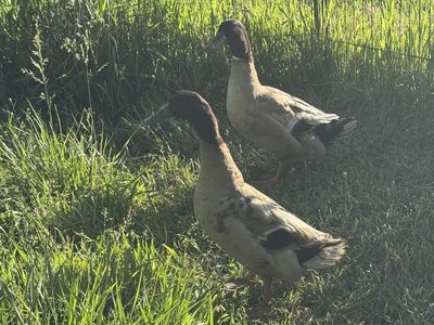 Two khaki Campbell drake ducks