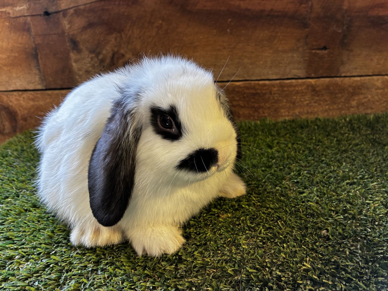 Purebred Holland Lop Bunny. 