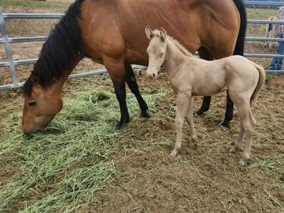 2026 Palomino Horse Colt