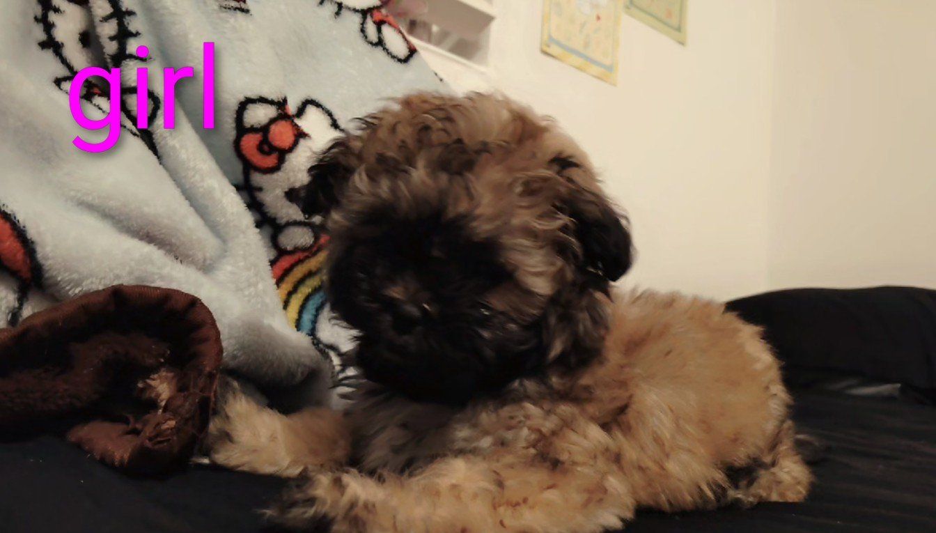 malshipoo puppies for sale!!!