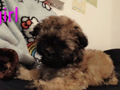 malshipoo puppies for sale!!!