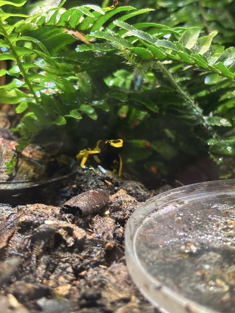 Banded Dart Frog