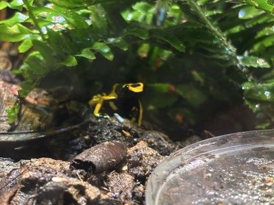Banded Dart Frog