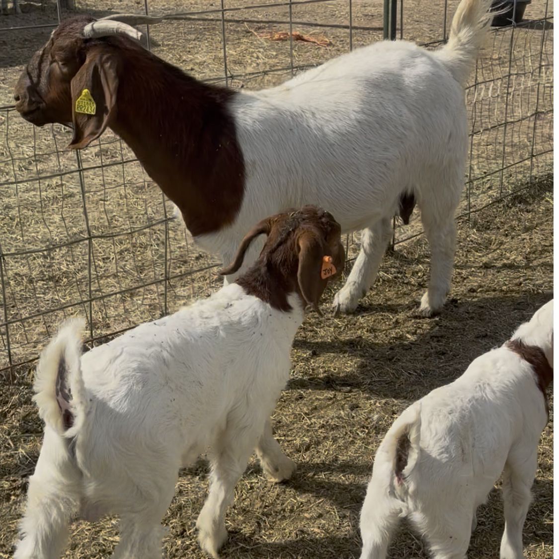 2024 Wether Bred Doe