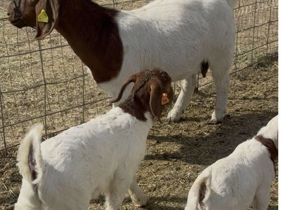 2024 Wether Bred Doe