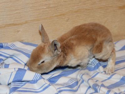 Meet Honey! Reserve Your Easter Bunny!