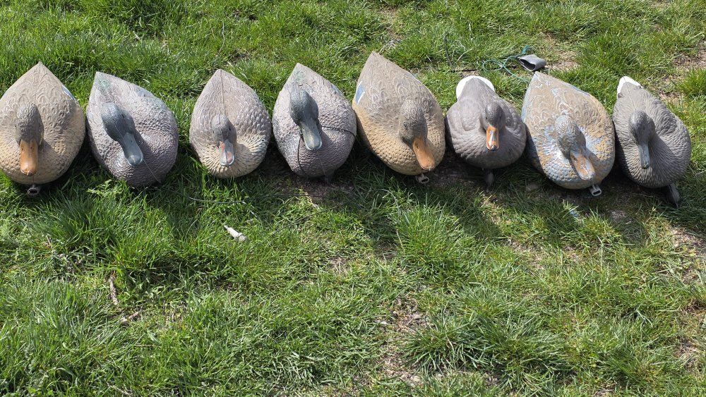 Duck Decoys