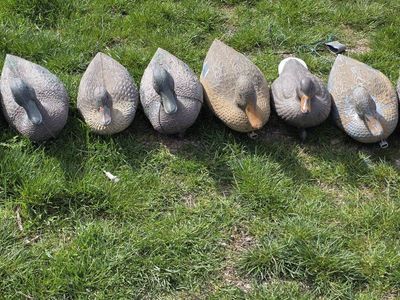 Duck Decoys