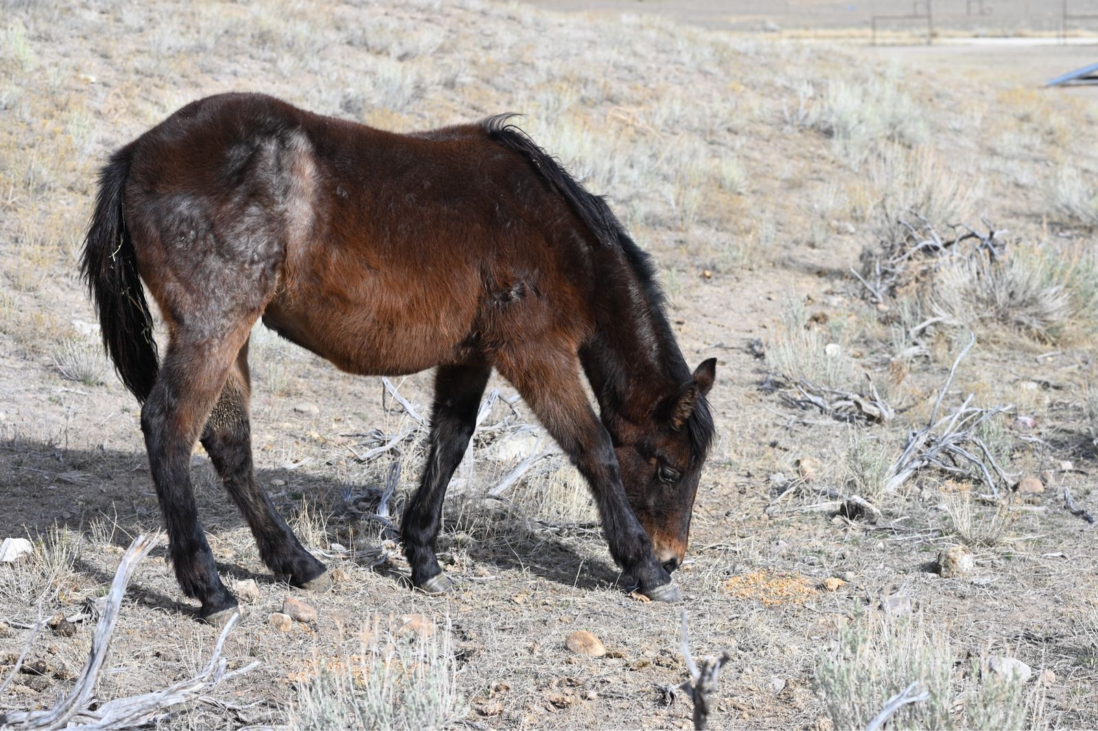 2025 AQHA Brown Roan Filly
