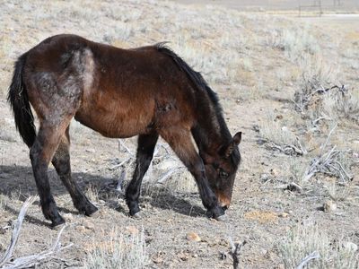 2025 AQHA Brown Roan Filly