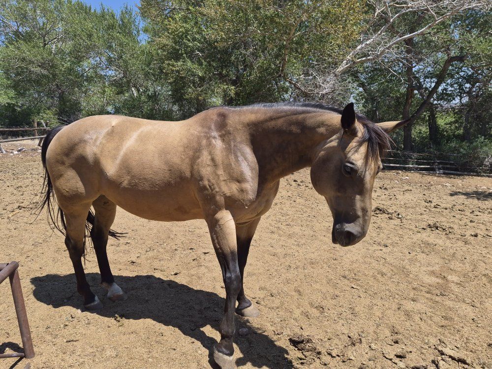 Buckskin Mare 