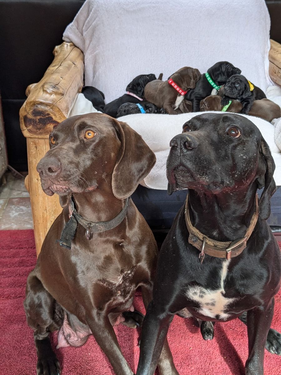 AKC German Shorthaired  Pointer Puppies