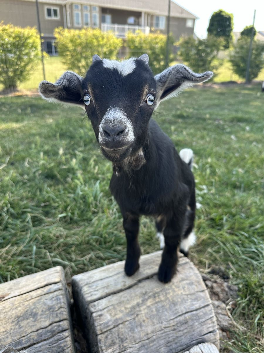 Darling Nigerian Dwarf buckling