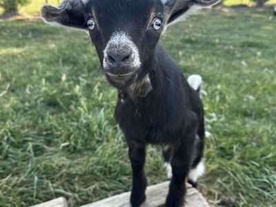 Darling Nigerian Dwarf buckling