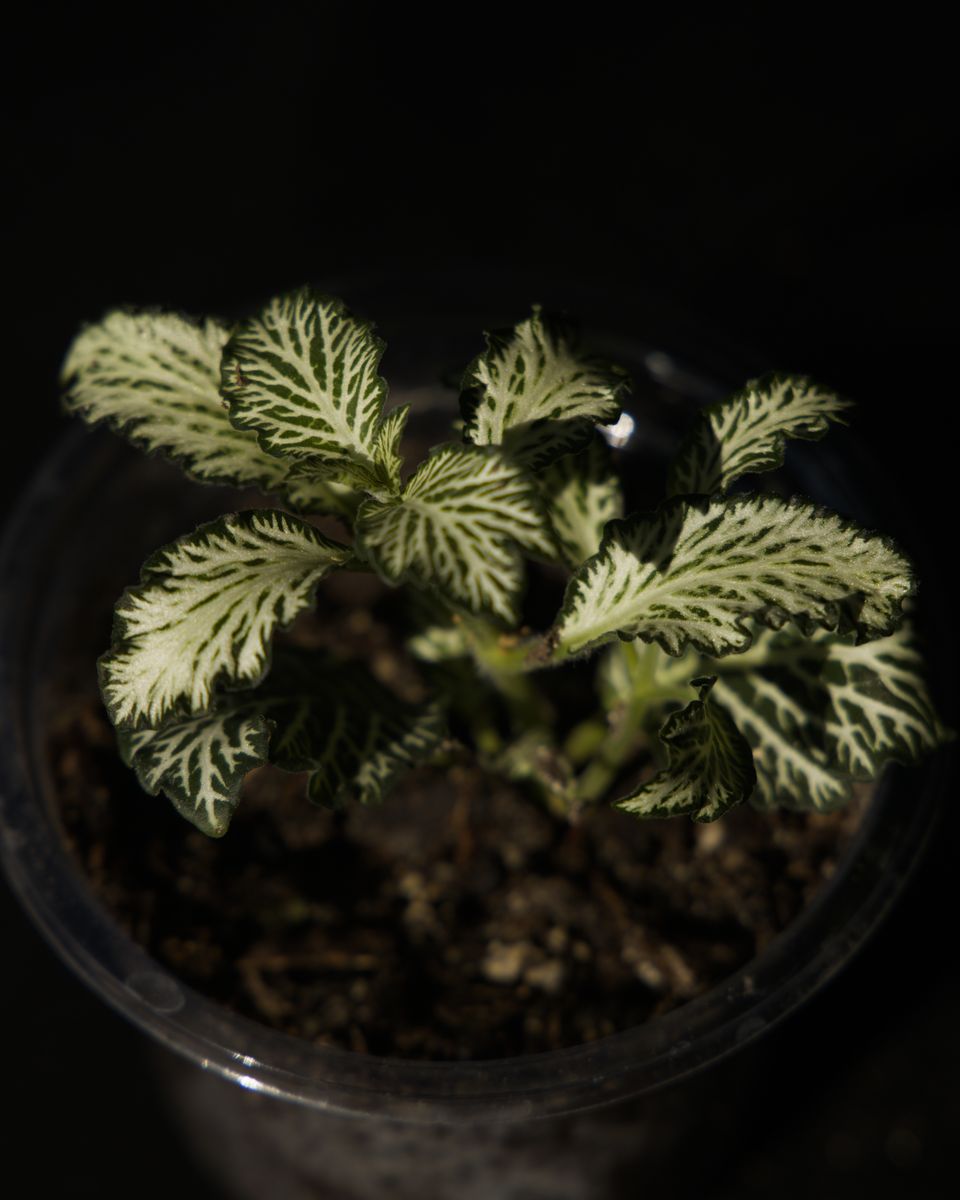 House Plant: Fittonia White Tiger
