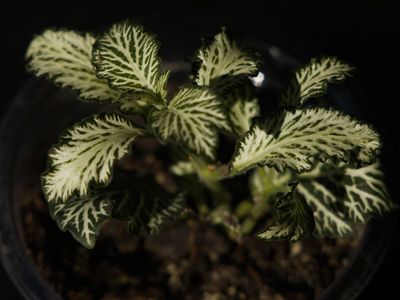 House Plant: Fittonia White Tiger