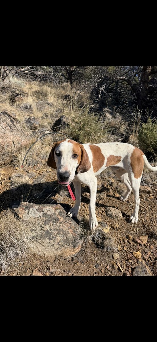 1yo male red tick hound