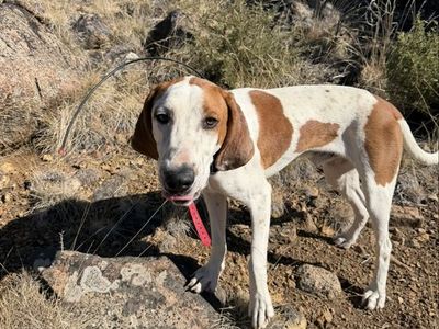 1yo male red tick hound