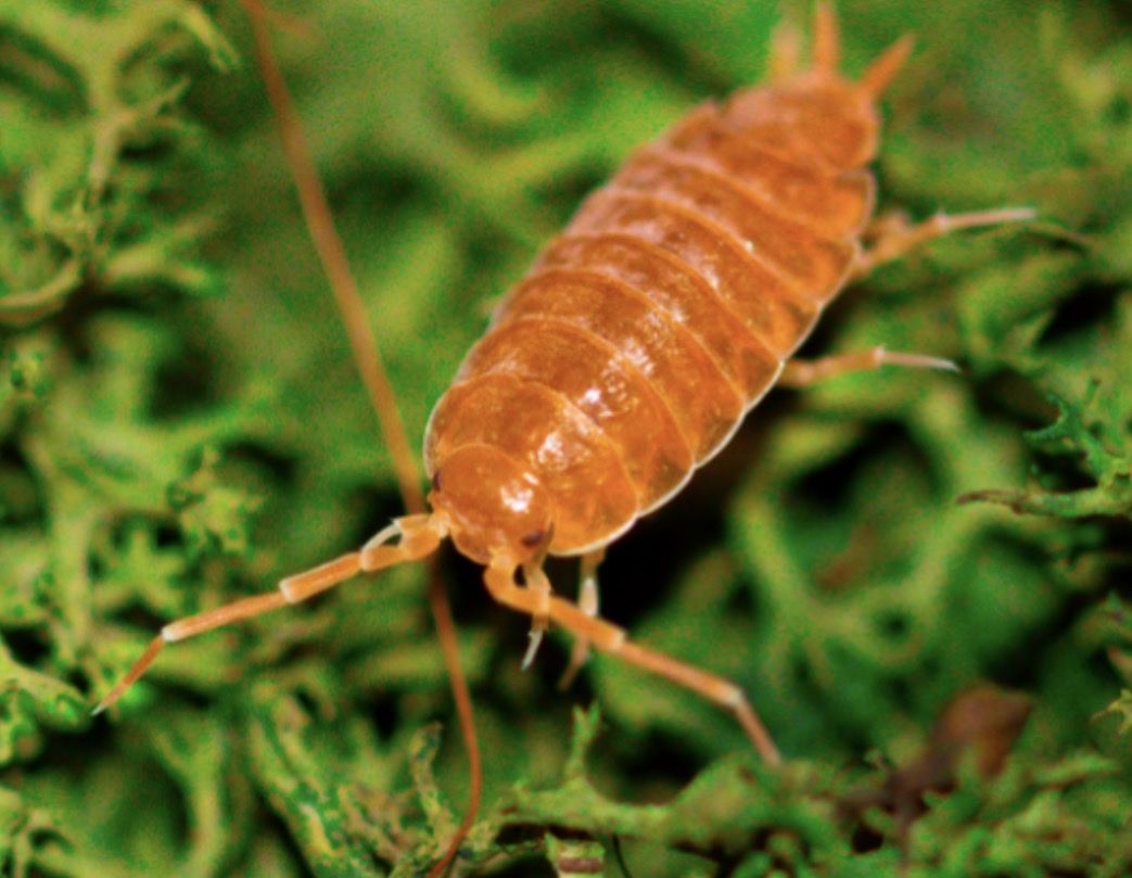 Powder red Isopod