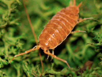 Powder red Isopod