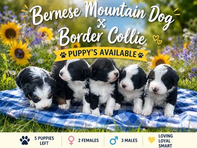 Bernese Mountain Dog x Border Collie Puppies