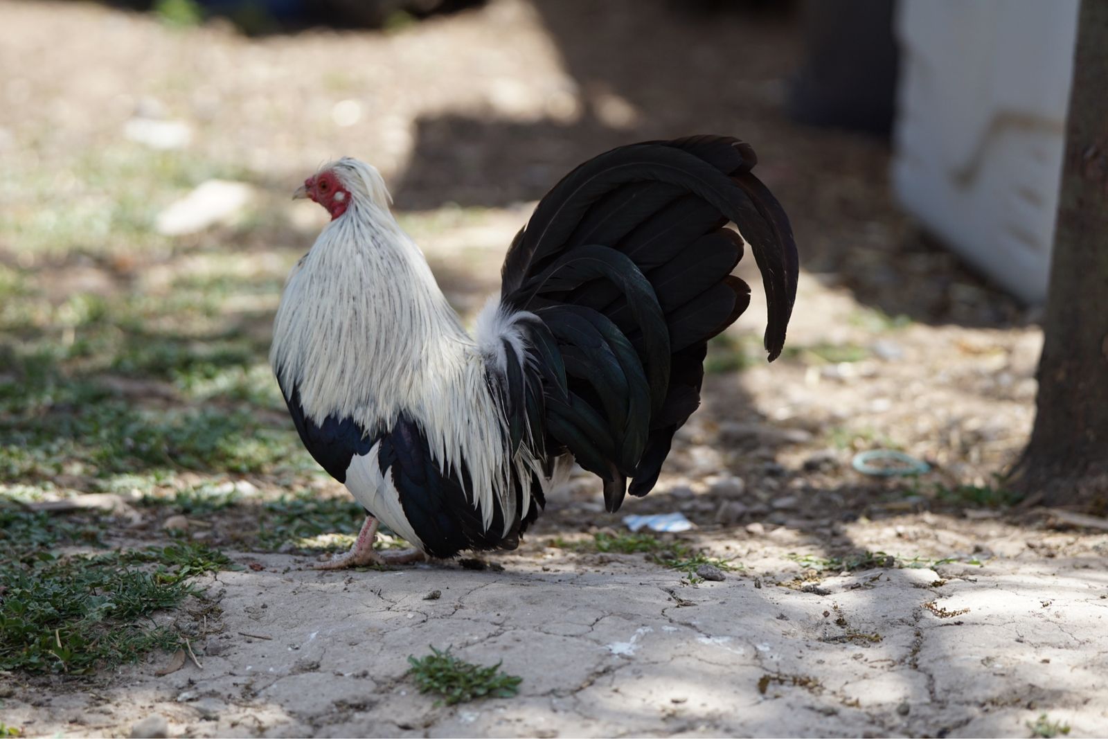 Bantam Cochin Roosters - Black & White, Grey, and Speckled - Ready for New Homes!