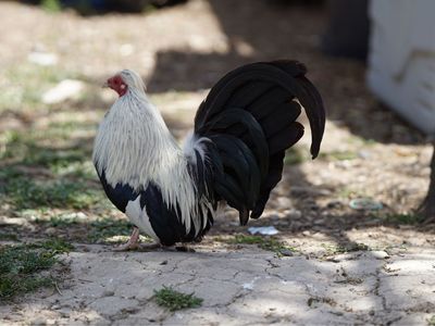 Bantam Cochin Roosters - Black & White, Grey, and Speckled - Ready for New Homes!