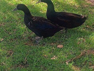 Cayuga Breeding Pair