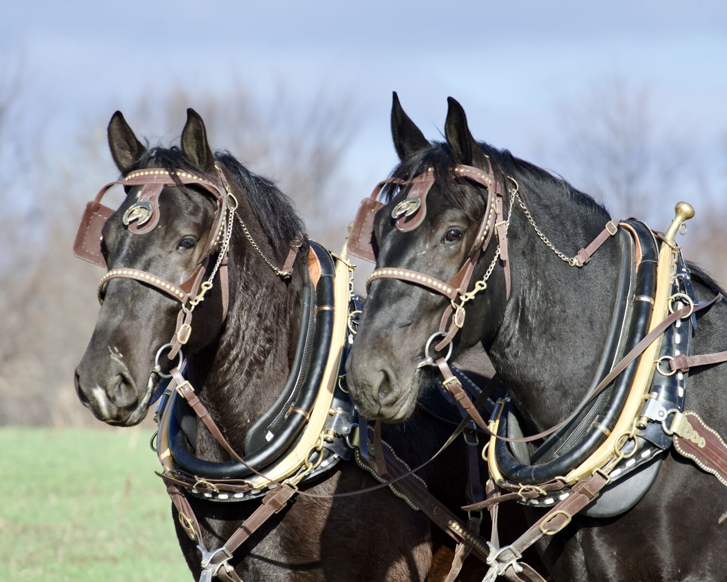 THE HASTE OLD-SCHOOL BIOTHANE HARNESS — NOW FOR SALE!**
