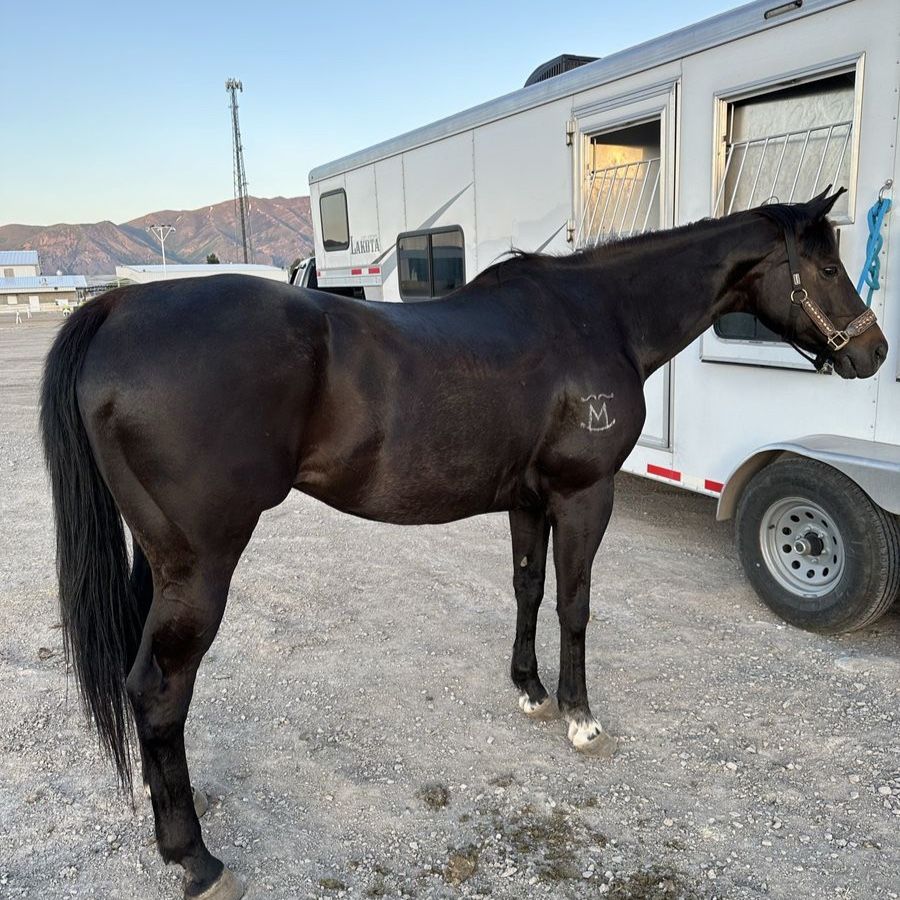 All around 17yo gelding