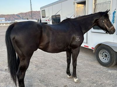 All around 17yo gelding