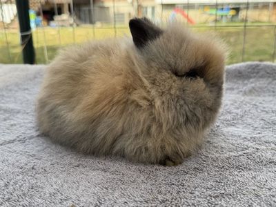 Lion Head Rabbits