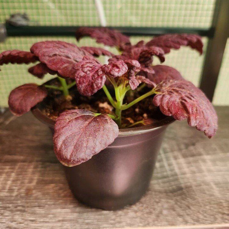 Baby Coleus Plant