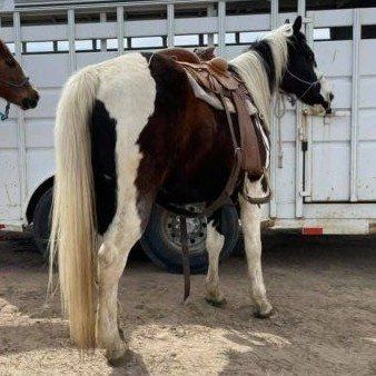 All Around APHA Gelding