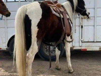 All Around APHA Gelding