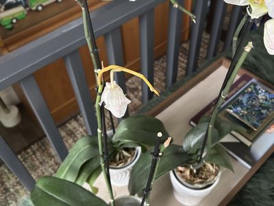 PLANT ORCHIDS LIVE HOUSE PLANT $10 EACH