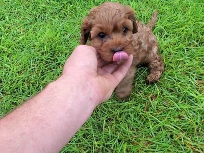 Cavapoos King Charles Cavalier Toy Poodle