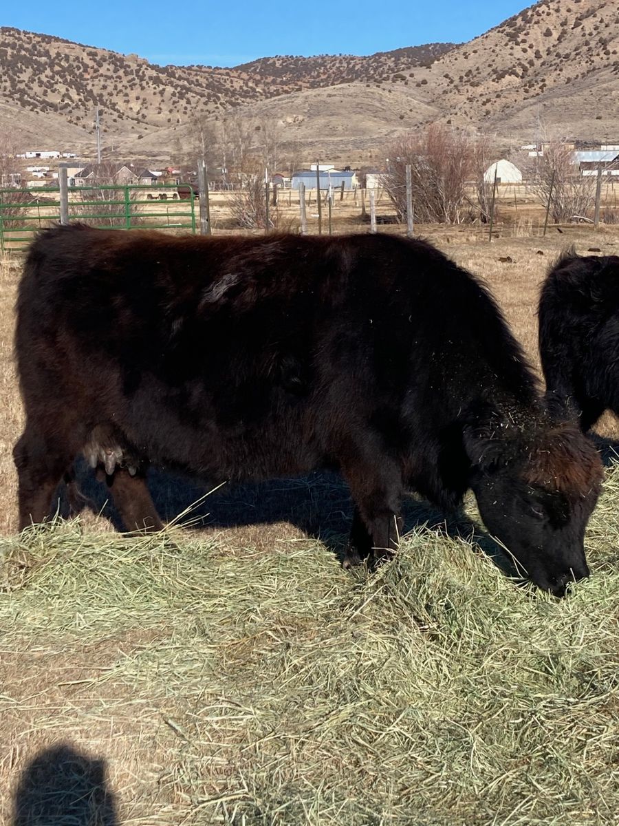Scottish Highland / Angus Cross Pregnant Cow